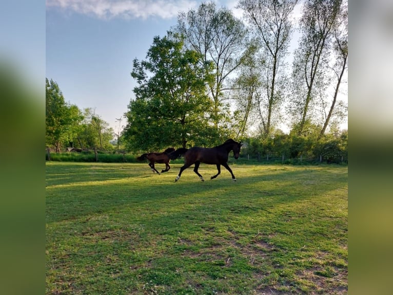 Welsh PB (Partbred) Mare 12 years 15,2 hh Brown in Kalkar