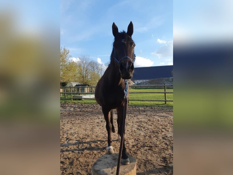 Welsh PB (Partbred) Mare 12 years 15,2 hh Brown in Kalkar