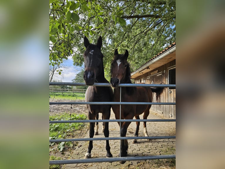 Welsh PB (Partbred) Mare 12 years 15,2 hh Brown in Kalkar