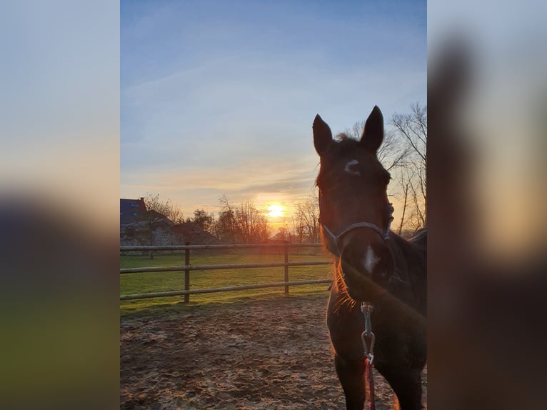 Welsh PB (Partbred) Mare 12 years 15,2 hh Brown in Kalkar