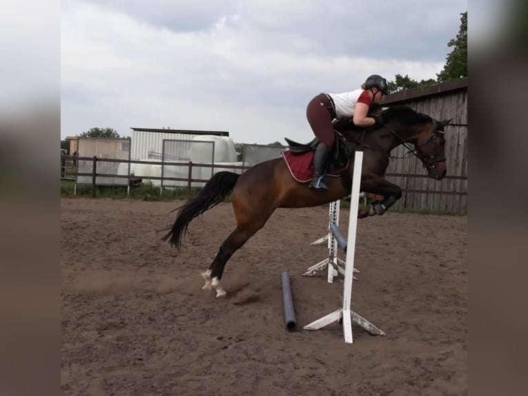 Welsh PB (Partbred) Mare 12 years 15,2 hh Brown in Kalkar