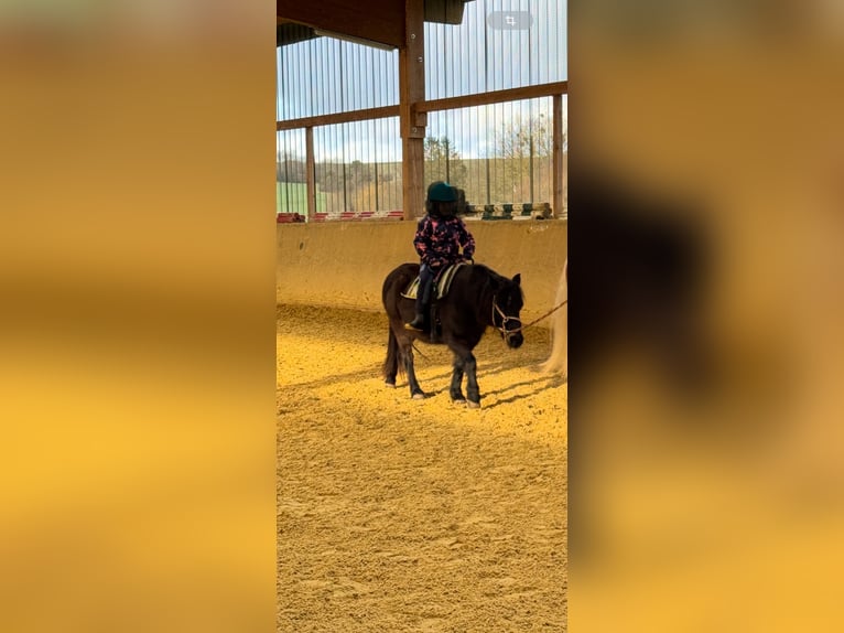 Welsh PB (Partbred) Mix Mare 13 years 11,3 hh Smoky-Black in Waldeck