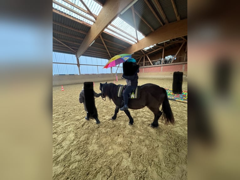 Welsh PB (Partbred) Mix Mare 13 years 11,3 hh Smoky-Black in Waldeck