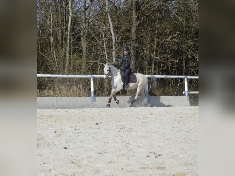 Welsh PB (Partbred) Mare 13 years 13,3 hh Gray in Heidenreichstein