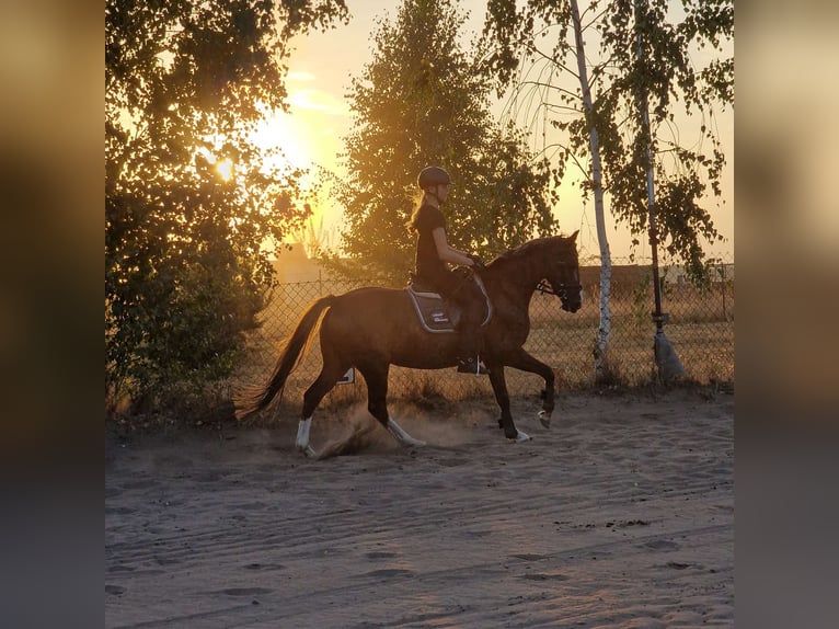 Welsh PB (Partbred) Mare 13 years 14,1 hh Chestnut in Wusterwitz