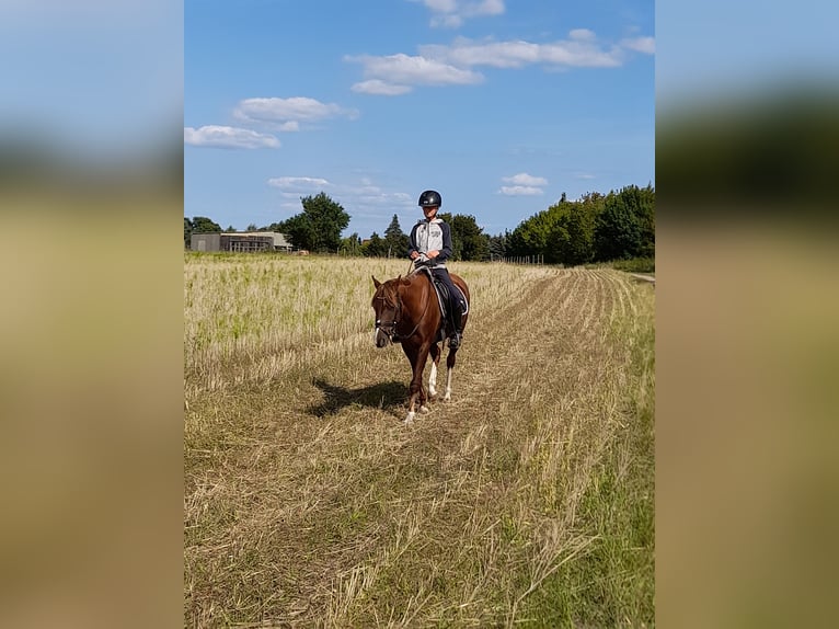 Welsh PB (Partbred) Mare 13 years 14,1 hh Chestnut in Wusterwitz