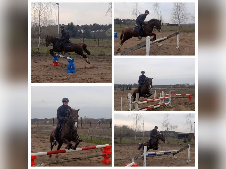 Welsh PB (Partbred) Mare 13 years 14,1 hh Chestnut in Wusterwitz