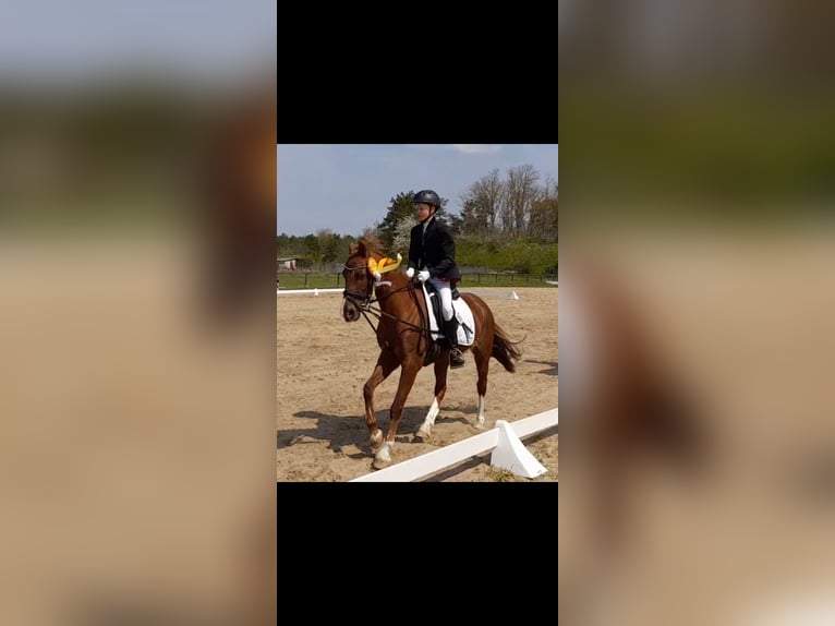 Welsh PB (Partbred) Mare 13 years 14,1 hh Chestnut in Wusterwitz