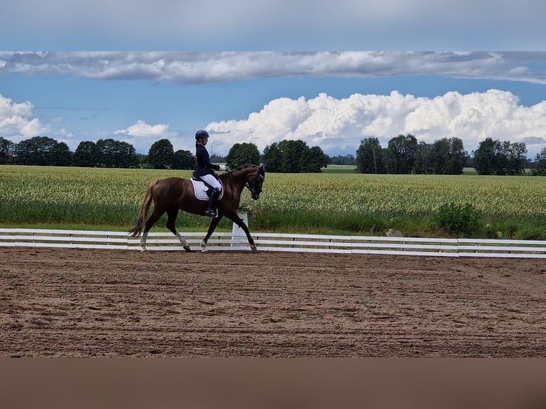 Welsh PB (Partbred) Mare 13 years 14,1 hh Chestnut in Wusterwitz