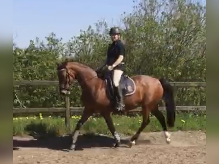 Welsh PB (Partbred) Mare 17 years 15 hh Brown in Boostedt