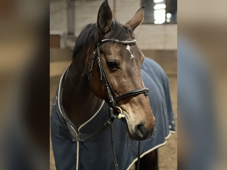 Welsh PB (Partbred) Mare 17 years 15 hh Brown in Boostedt