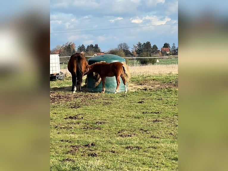 Welsh PB (Partbred) Mare 1 year 13,2 hh Sorrel in Prag - Lichoceves