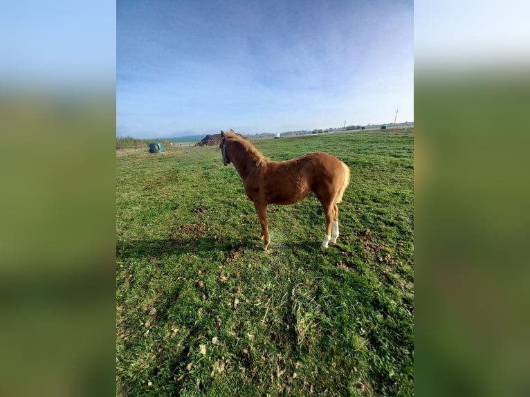 Welsh PB (Partbred) Mare 1 year 13,2 hh Sorrel in Prag - Lichoceves