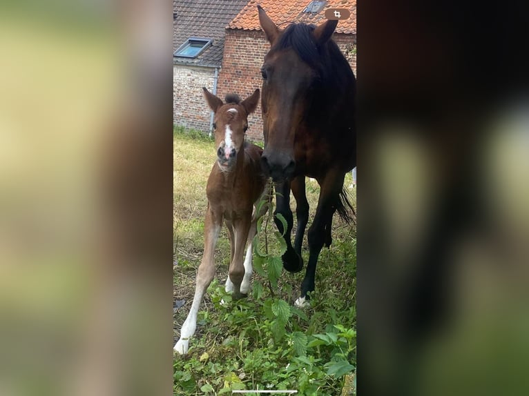 Welsh PB (Partbred) Mare 1 year Brown in Lillers