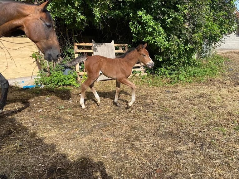 Welsh PB (Partbred) Mare 1 year Brown in Lillers