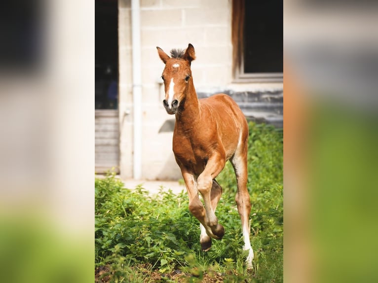 Welsh PB (Partbred) Mare 1 year Brown in Lillers