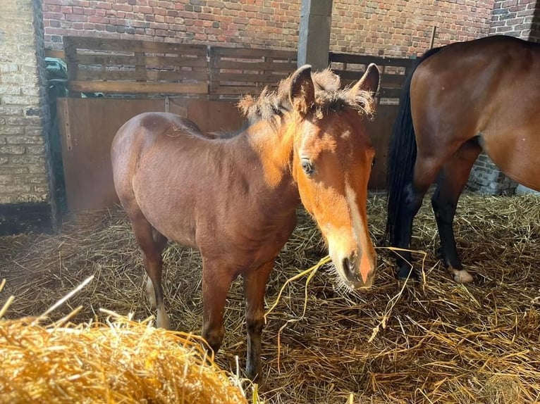 Welsh PB (Partbred) Mare 1 year Brown in Lillers