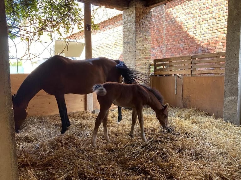 Welsh PB (Partbred) Mare 1 year Brown in Lillers