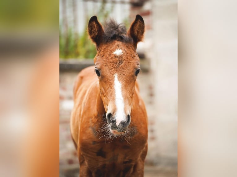 Welsh PB (Partbred) Mare 1 year Brown in Lillers