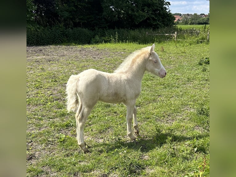 Welsh PB (Partbred) Mare 1 year Cremello in up