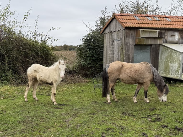 Welsh PB (Partbred) Mare 1 year Cremello in up