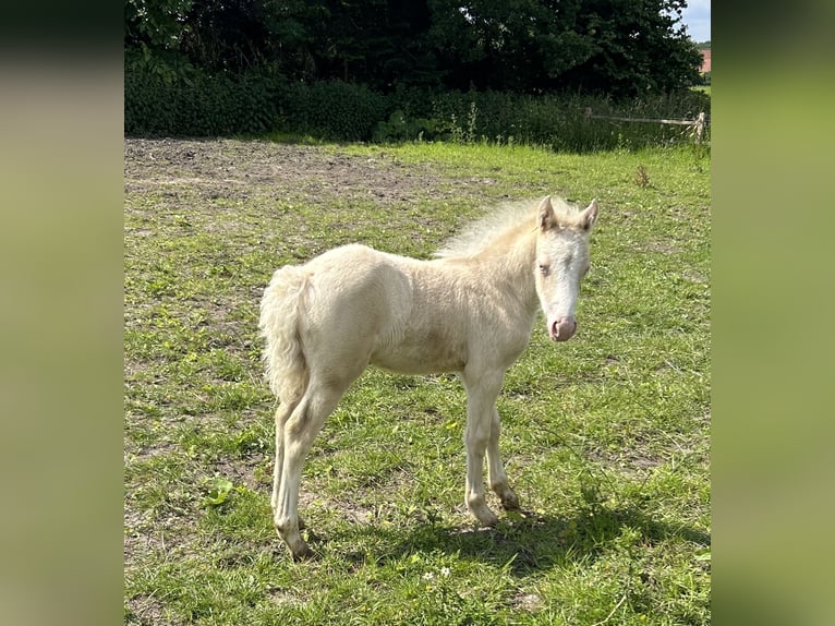 Welsh PB (Partbred) Mare 1 year Cremello in up