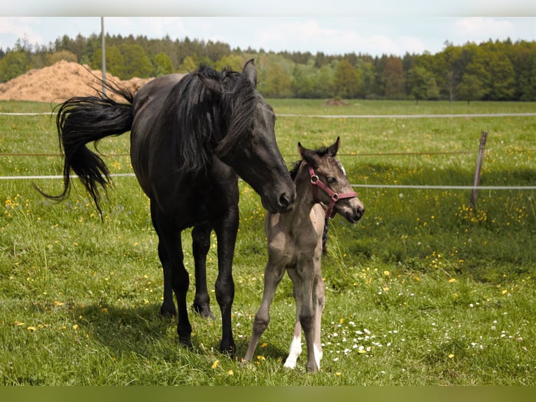 Welsh PB (Partbred) Mare 1 year Smoky-Black in Nepomuk