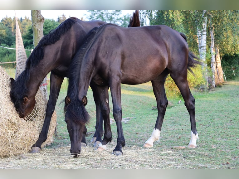 Welsh PB (Partbred) Mare 1 year Smoky-Black in Nepomuk