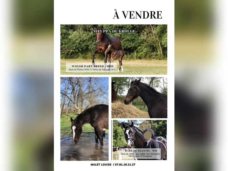 Welsh PB (Partbred) Mare 2 years 14,2 hh Smoky-Black in Saint-Martin-d&#39;Abbat