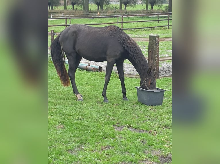 Welsh PB (Partbred) Mare 3 years 14,1 hh Black in Sint Hubert