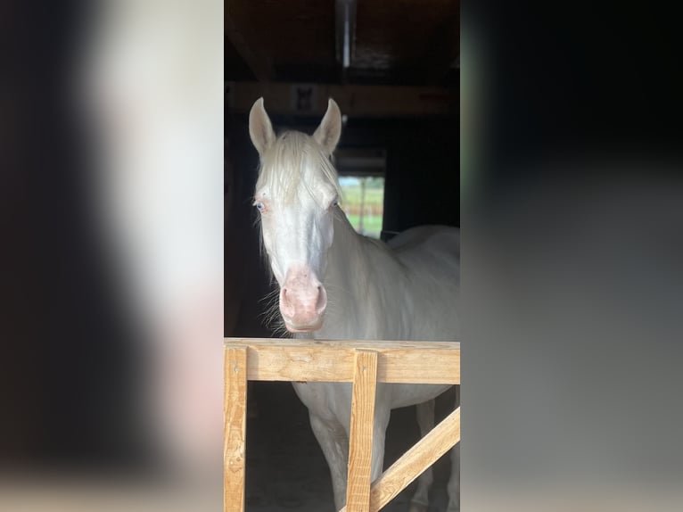 Welsh PB (Partbred) Mare 3 years 14,1 hh Cremello in Vreden