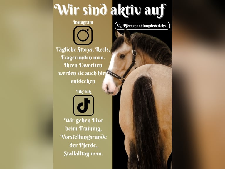 Welsh PB (Partbred) Mix Mare 4 years 14,1 hh Buckskin in Nettersheim