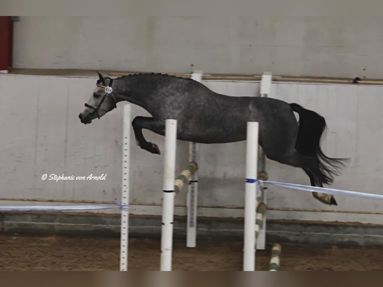 Welsh PB (Partbred) Mare 4 years 14,1 hh Gray in Björkvik