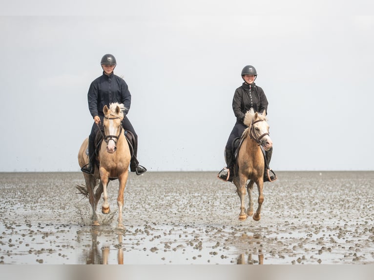 Welsh PB (Partbred) Mare 4 years 14,1 hh Palomino in Raddestorf