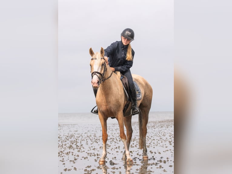 Welsh PB (Partbred) Mare 4 years 14,1 hh Palomino in Raddestorf