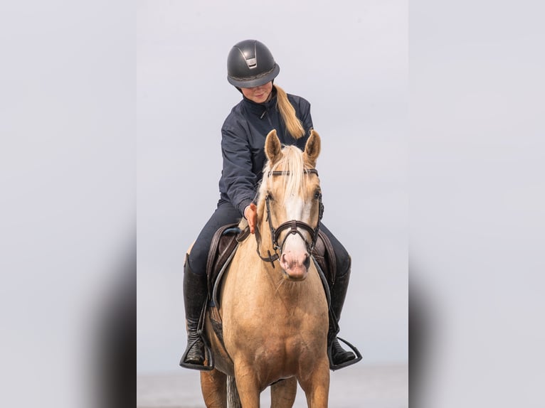 Welsh PB (Partbred) Mare 4 years 14,1 hh Palomino in Raddestorf