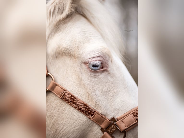 Welsh PB (Partbred) Mare 4 years 14,2 hh Cremello in Goch