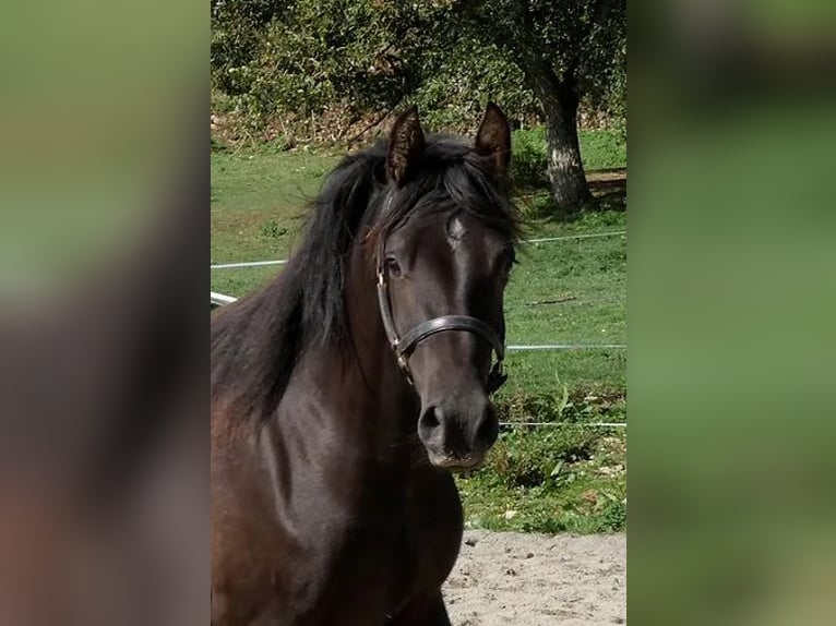 Welsh PB (Partbred) Mare 4 years 14,3 hh Smoky-Black in Saint-Just-en-chevalet