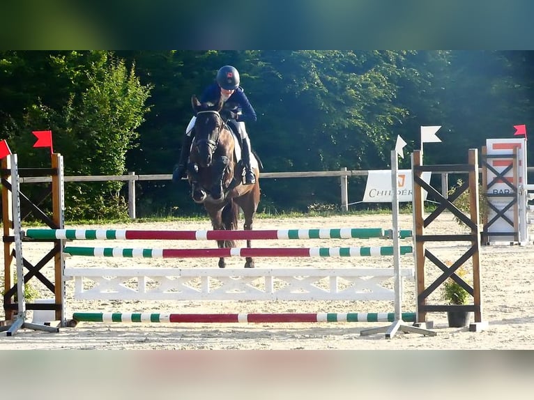 Welsh PB (Partbred) Mare 4 years 14,3 hh Smoky-Black in Saint-Just-en-chevalet