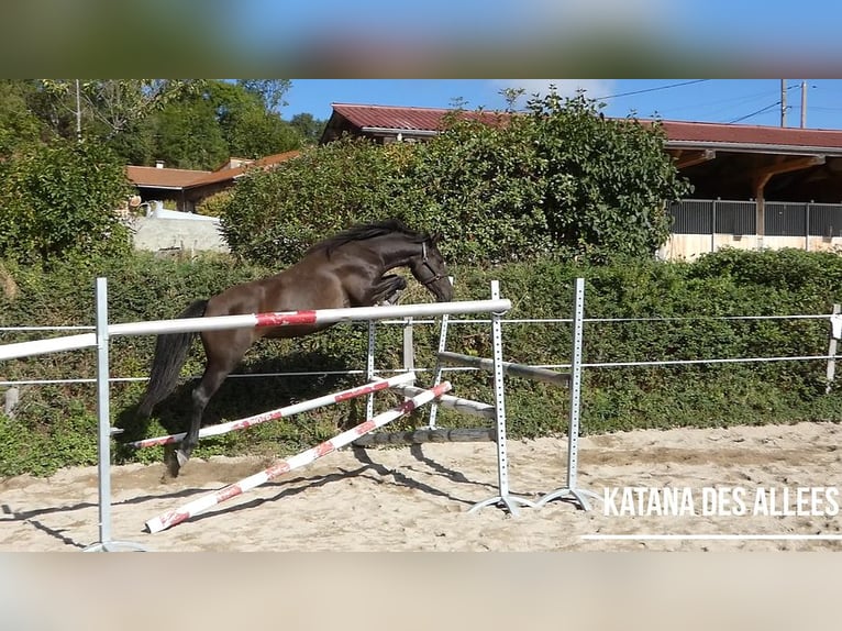 Welsh PB (Partbred) Mare 4 years 14,3 hh Smoky-Black in Saint-Just-en-chevalet