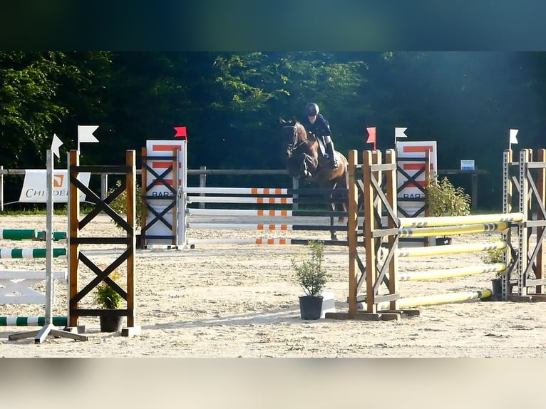 Welsh PB (Partbred) Mare 4 years 14,3 hh Smoky-Black in Saint-Just-en-chevalet