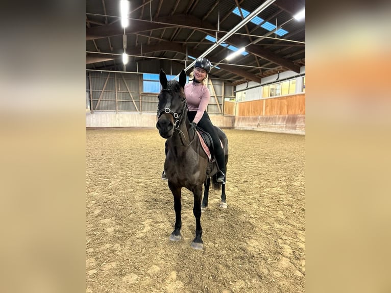 Welsh PB (Partbred) Mare 7 years 14,2 hh Bay-Dark in Basel