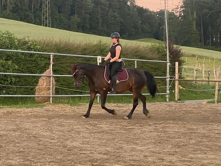 Welsh PB (Partbred) Mare 7 years 14,2 hh Bay-Dark in Basel