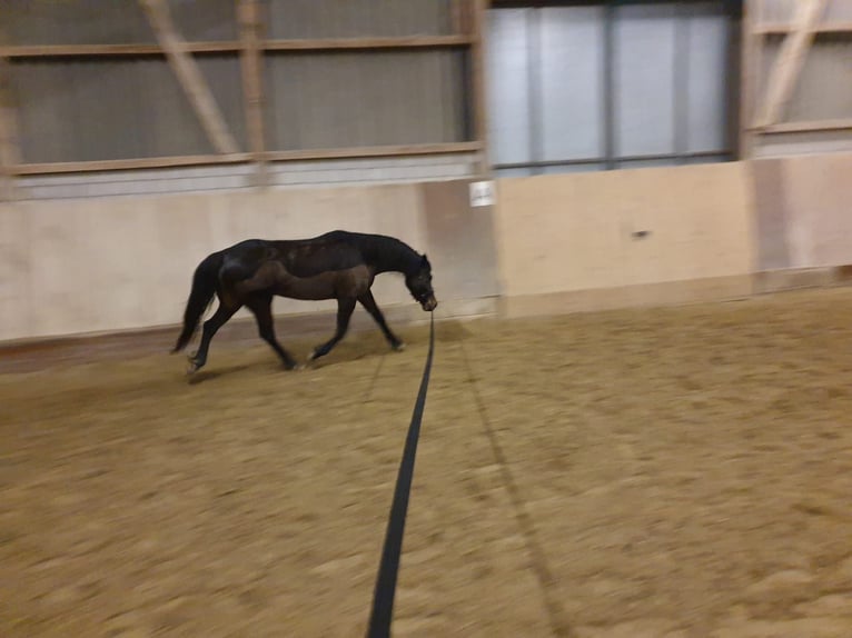 Welsh PB (Partbred) Mare 7 years 14,2 hh Bay-Dark in Basel