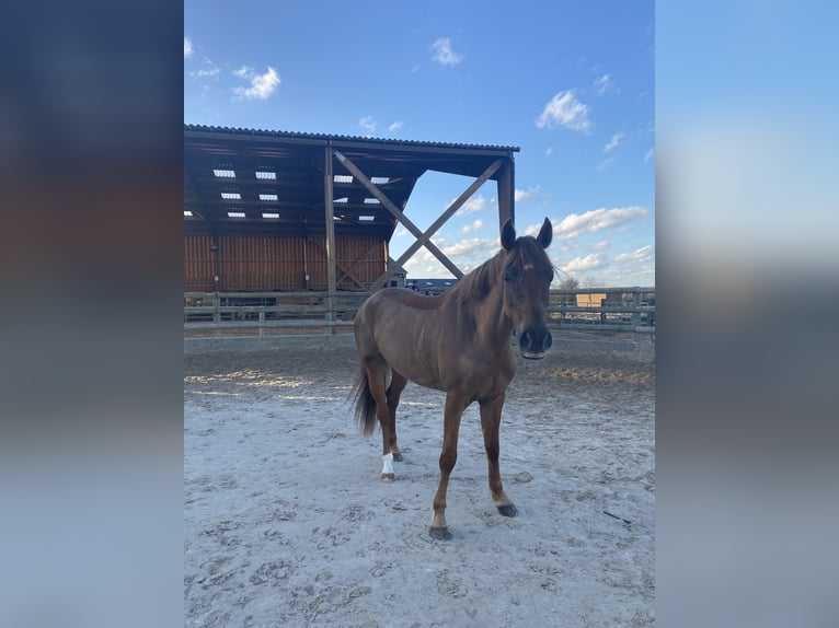 Welsh PB (Partbred) Mare 7 years 15,1 hh Chestnut in Saint clair sur epte