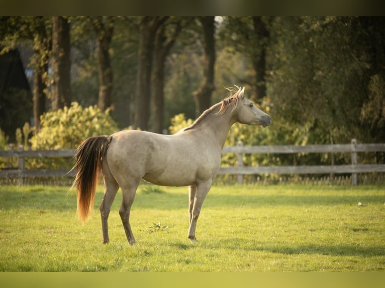 Welsh PB (Partbred) Mare 8 years 13,2 hh Champagne in Bitgum