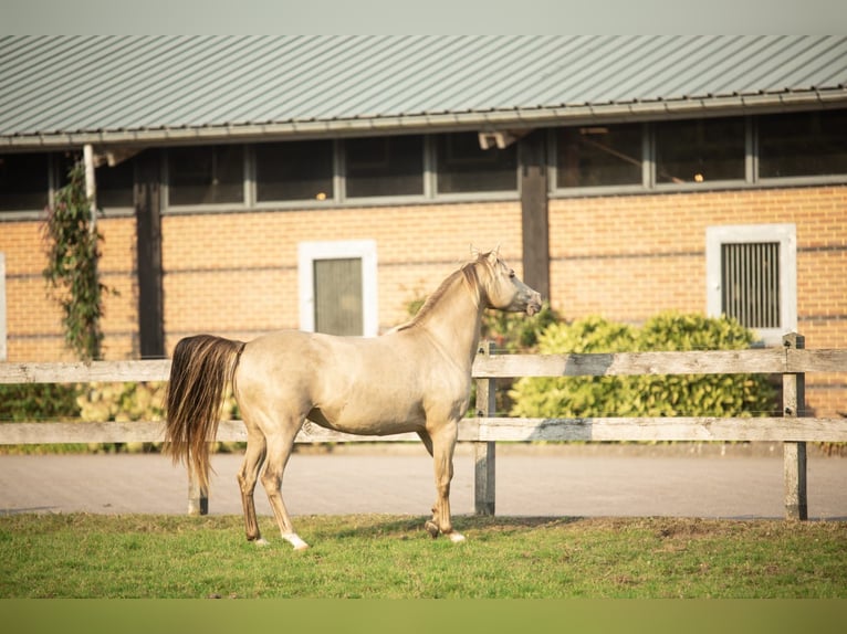 Welsh PB (Partbred) Mare 8 years 13,2 hh Champagne in Bitgum