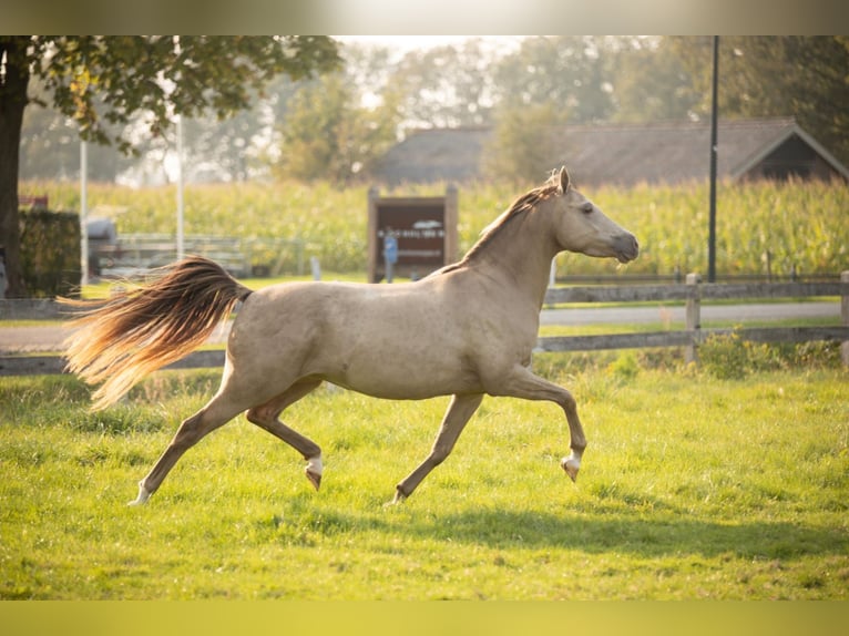 Welsh PB (Partbred) Mare 8 years 13,2 hh Champagne in Bitgum