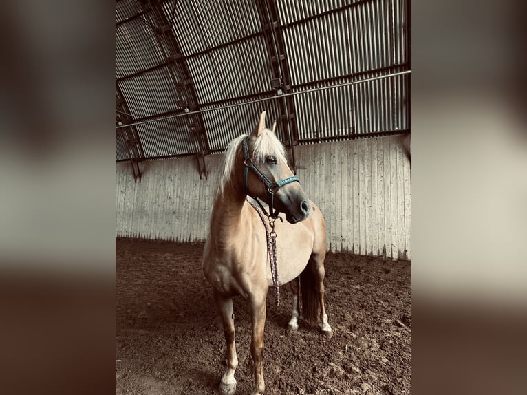Welsh PB (Partbred) Mix Mare 8 years 13,2 hh Palomino in Bahretal Bahretal