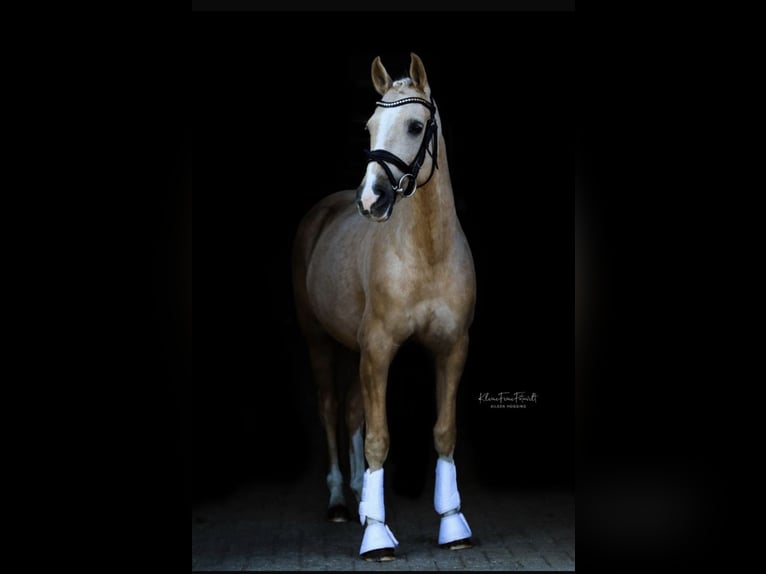 Welsh PB (Partbred) Mare 9 years 14,1 hh in Rhede